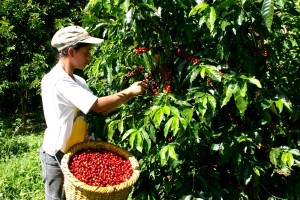 Recol·lecció cafè a la cooperativa de Costa Rica